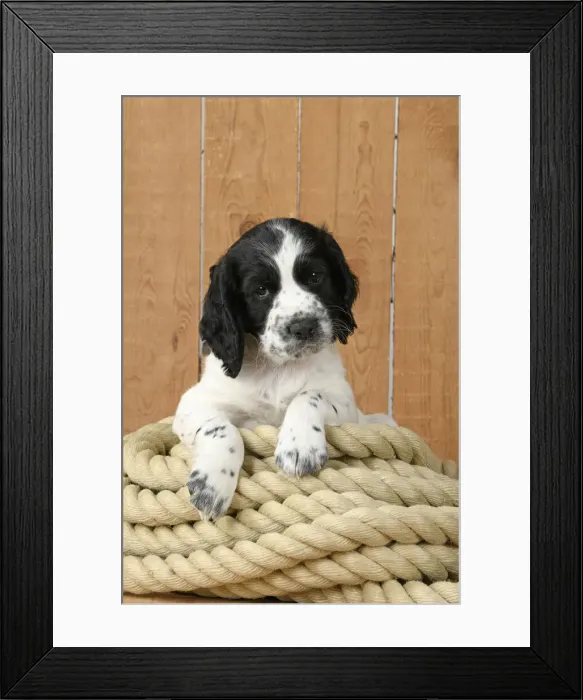 Framed Print : Dog. Cocker Spaniel puppy (7 weeks old ) Black & white, sitting / laying on a pile of rope Framed Print : Dog. Cocker Spaniel puppy (7 weeks old ) Black & white, sitting / laying on a pile of rope