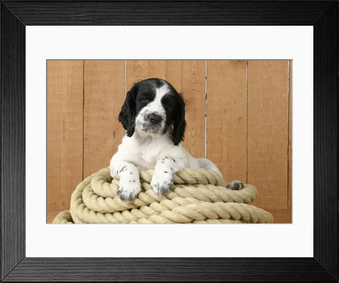 Framed Print : Dog. Cocker Spaniel puppy (7 weeks old ) Black & white, sitting / laying on a pile of rope Framed Print : Dog. Cocker Spaniel puppy (7 weeks old ) Black & white, sitting / laying on a pile of rope