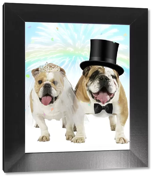 SM-1850-M. English Bulldogs, pair under rainbow firework & confetti wearing