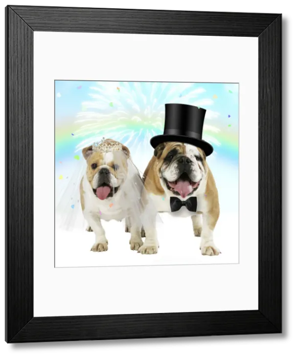 Framed Print : SM-1850-M. English Bulldogs, pair under rainbow firework Framed Print : SM-1850-M. English Bulldogs, pair under rainbow firework