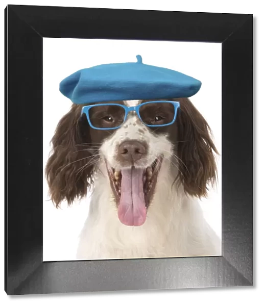 DOG. Springer Spaniel wearing glasses and a blue beret hat