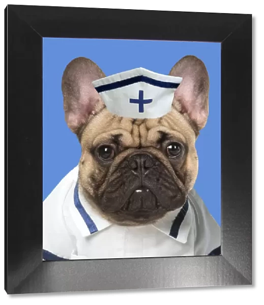 A20, 634. DOG. French Bulldog in studio wearing a nurse outfit DOG