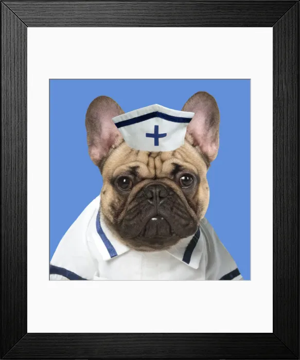 Framed Print : A20, 634. DOG. French Bulldog in studio wearing a nurse outfit DOG Framed Print : A20, 634. DOG. French Bulldog in studio wearing a nurse outfit DOG