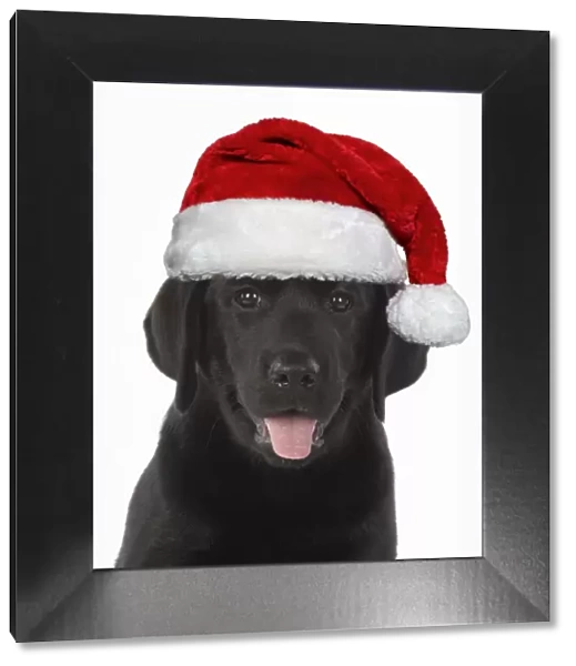 DOG. Black labrador puppy wearing a red Santa hat