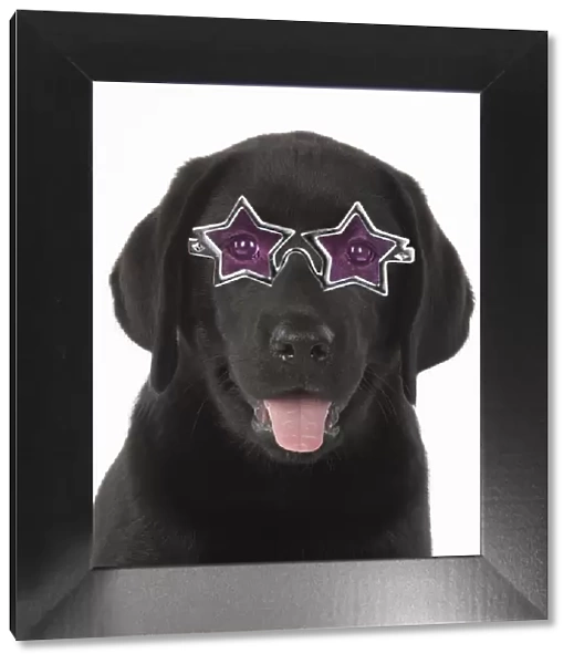 DOG. Black labrador puppy wearing star shaped glasses