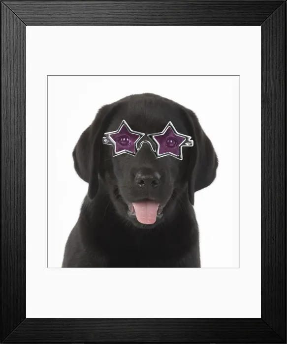 Framed Print : DOG. Black labrador puppy wearing star shaped glasses Framed Print : DOG. Black labrador puppy wearing star shaped glasses