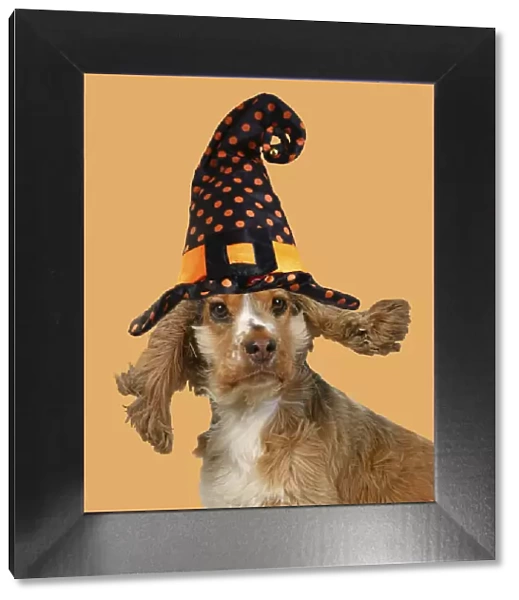 DOG. Cocker Spaniel wearing a witch hat for Halloween