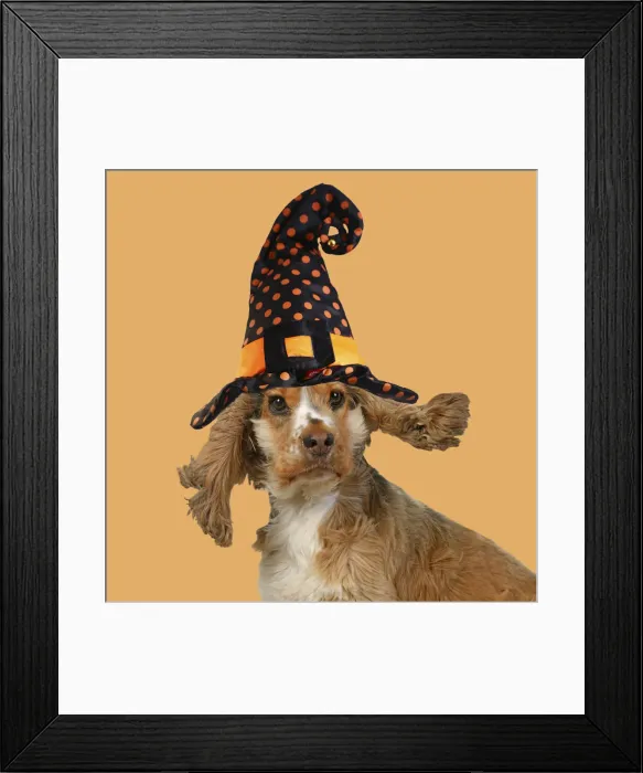 Framed Print : DOG. Cocker Spaniel wearing a witch hat for Halloween Framed Print : DOG. Cocker Spaniel wearing a witch hat for Halloween