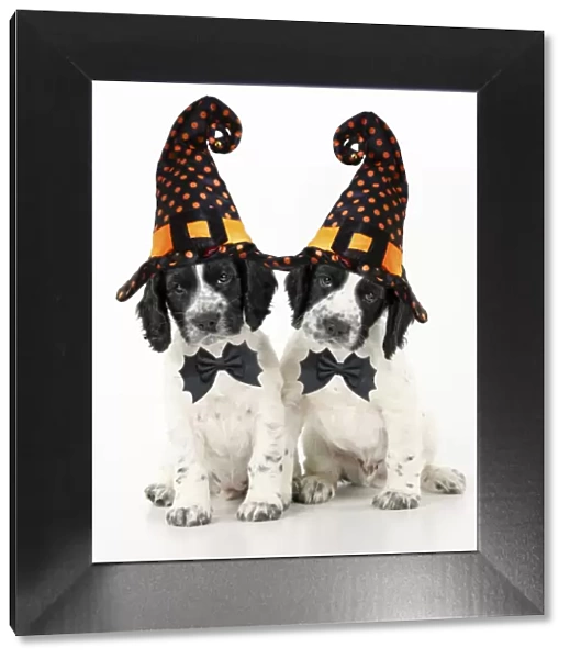 Dog. Cocker Spaniel puppies wearing Halloween witch hats