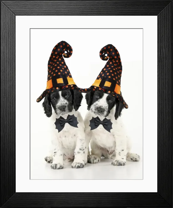 Framed Print : Dog. Cocker Spaniel puppies wearing Halloween witch hats Framed Print : Dog. Cocker Spaniel puppies wearing Halloween witch hats