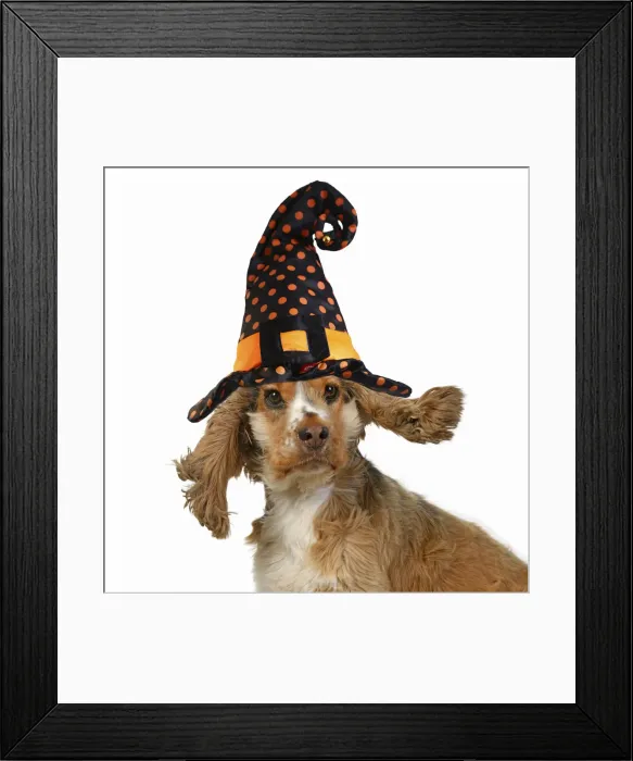 Framed Print : DOG. Cocker Spaniel wearing a witch hat for Halloween Framed Print : DOG. Cocker Spaniel wearing a witch hat for Halloween