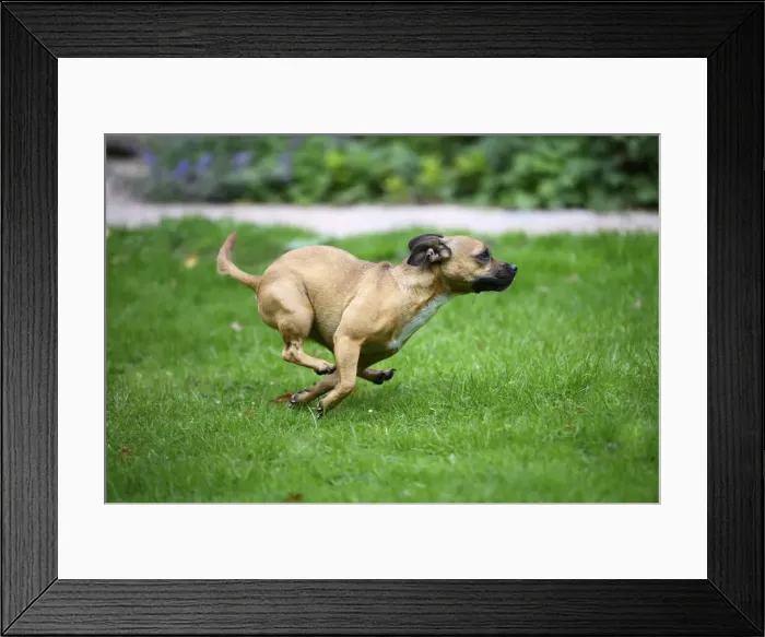 Framed Print : DOG, French Bulldog X Chihuahua, running in a garden Framed Print : DOG, French Bulldog X Chihuahua, running in a garden