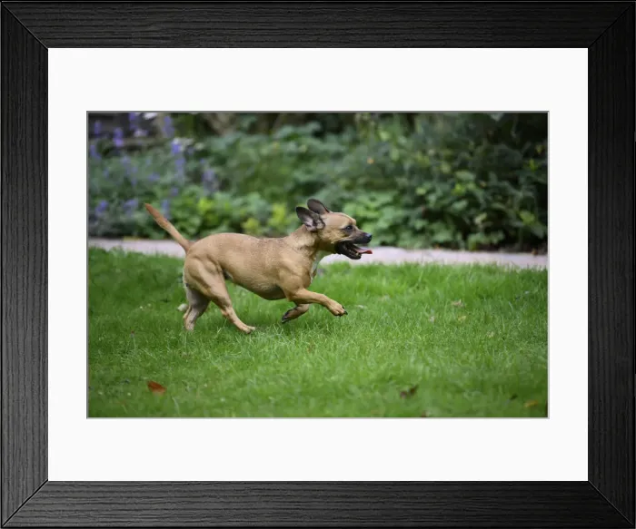 Framed Print : DOG, French Bulldog X Chihuahua, running in a garden Framed Print : DOG, French Bulldog X Chihuahua, running in a garden