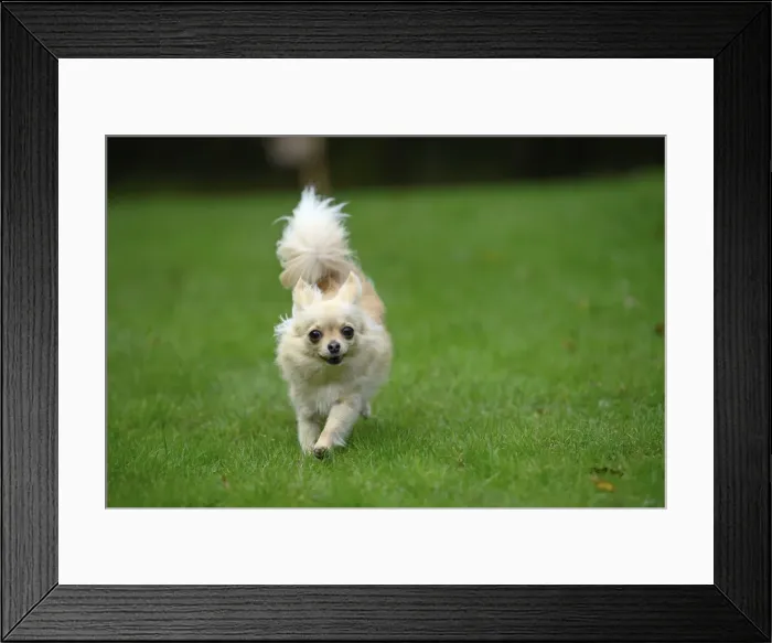 Framed Print : DOG, Chihuahua, running in a garden Framed Print : DOG, Chihuahua, running in a garden