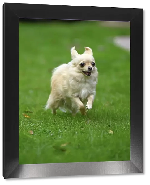 DOG, Chihuahua, running in a garden