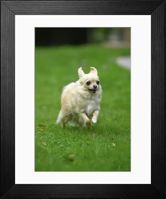Framed Print : DOG, Chihuahua, running in a garden Framed Print : DOG, Chihuahua, running in a garden