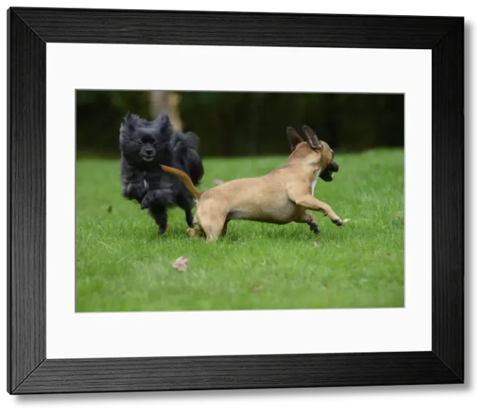 Framed Print : DOG, French Bulldog X Chihuahua, running in a garden with a Chihuahua Framed Print : DOG, French Bulldog X Chihuahua, running in a garden with a Chihuahua