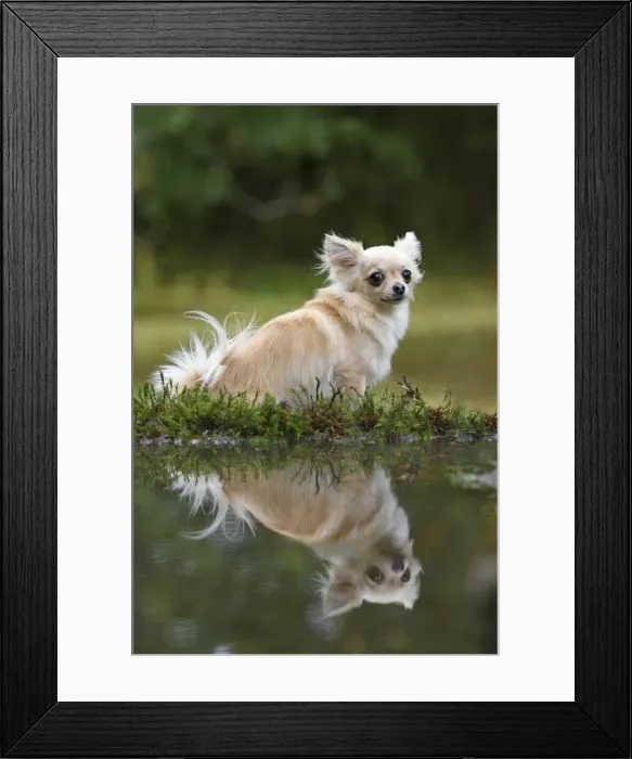 Framed Print : DOG, Chihuahua, sitting next to a pool in a graden, with reflection Framed Print : DOG, Chihuahua, sitting next to a pool in a graden, with reflection
