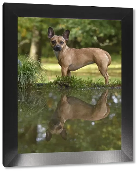 DOG, French Bulldog X Chihuahua, standing next to a pool in a graden, with reflection in water