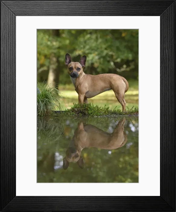 Framed Print : DOG, French Bulldog X Chihuahua, standing next to a pool in a graden, with reflection in water