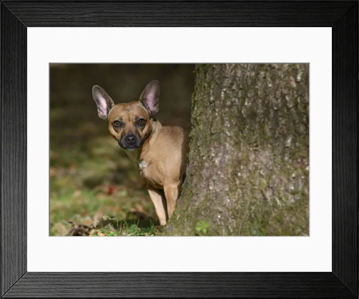 Framed Print : DOG, French Bulldog X Chihuahua, looking around from behind a treein a graden, autumn Framed Print : DOG, French Bulldog X Chihuahua, looking around from behind a treein a graden, autumn