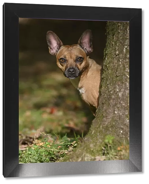DOG, French Bulldog X Chihuahua, looking around from behind a treein a graden, autumn