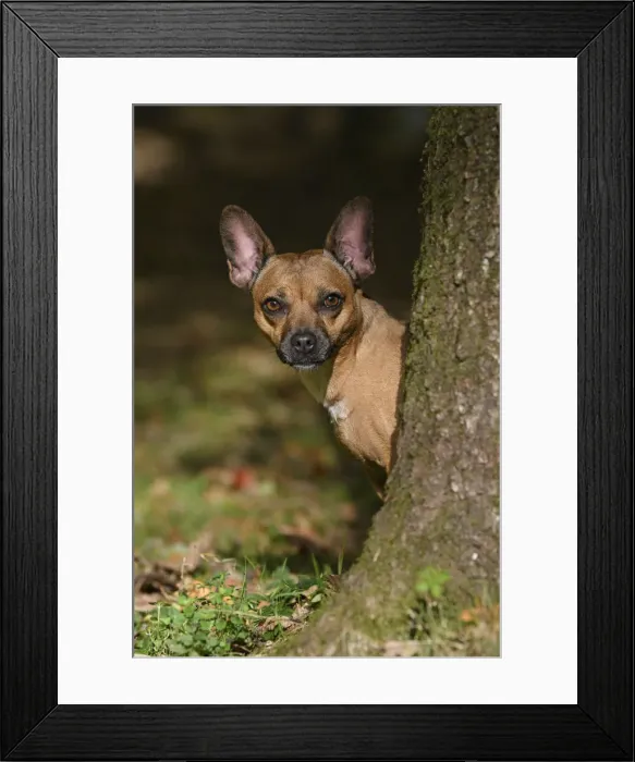 Framed Print : DOG, French Bulldog X Chihuahua, looking around from behind a treein a graden, autumn Framed Print : DOG, French Bulldog X Chihuahua, looking around from behind a treein a graden, autumn