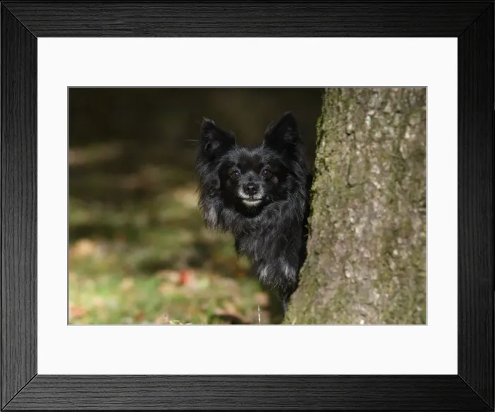 Framed Print : DOG, Chihuahua, sitting, looking around a tree in a graden, autumn Framed Print : DOG, Chihuahua, sitting, looking around a tree in a graden, autumn