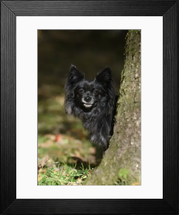 Framed Print : DOG, Chihuahua, sitting, looking around a tree in a graden, autumn Framed Print : DOG, Chihuahua, sitting, looking around a tree in a graden, autumn