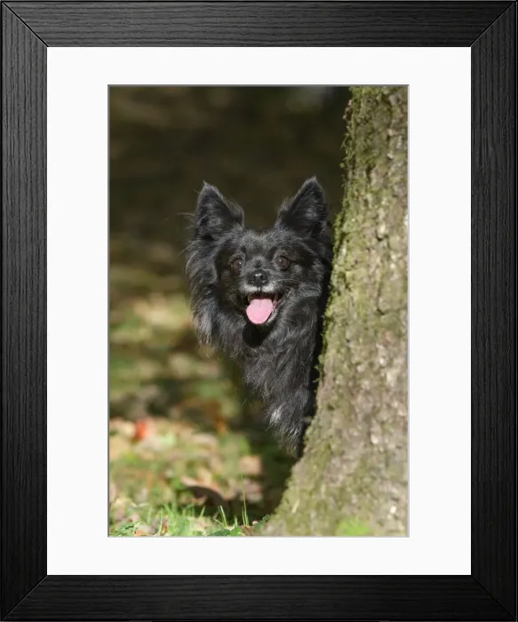 Framed Print : DOG, Chihuahua, sitting, looking around a tree in a graden, autumn Framed Print : DOG, Chihuahua, sitting, looking around a tree in a graden, autumn