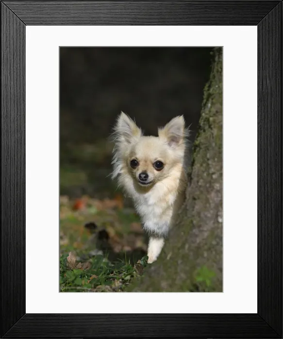 Framed Print : DOG, Chihuahua, sitting, looking around a tree in a graden, autumn Framed Print : DOG, Chihuahua, sitting, looking around a tree in a graden, autumn
