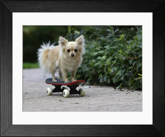 Framed Print : DOG, Chihuahua, on a scateboard in a graden Framed Print : DOG, Chihuahua, on a scateboard in a graden