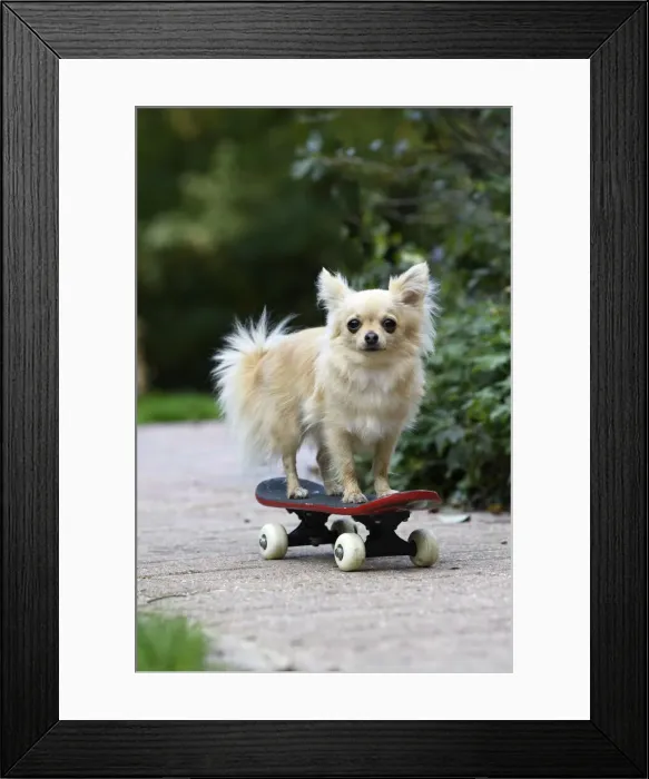 Framed Print : DOG, Chihuahua, on a scateboard in a graden Framed Print : DOG, Chihuahua, on a scateboard in a graden