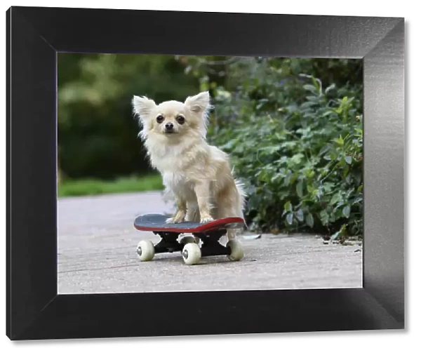 DOG, Chihuahua, on a scateboard in a graden