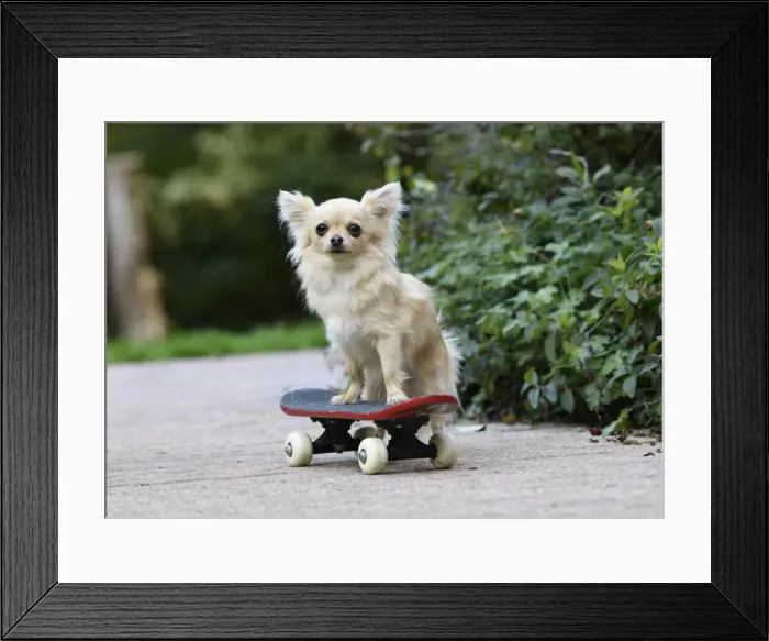 Framed Print : DOG, Chihuahua, on a scateboard in a graden Framed Print : DOG, Chihuahua, on a scateboard in a graden