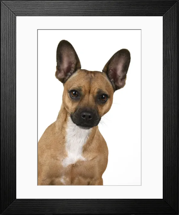 Framed Print : DOG, French Bulldog X Chihuahua, head & shoulders, face expressions, studio, white background
