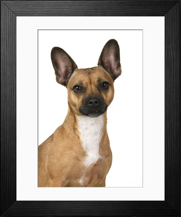 Framed Print : DOG, French Bulldog X Chihuahua, head & shoulders, face expressions, studio, white background Framed Print : DOG, French Bulldog X Chihuahua, head & shoulders, face expressions, studio, white background