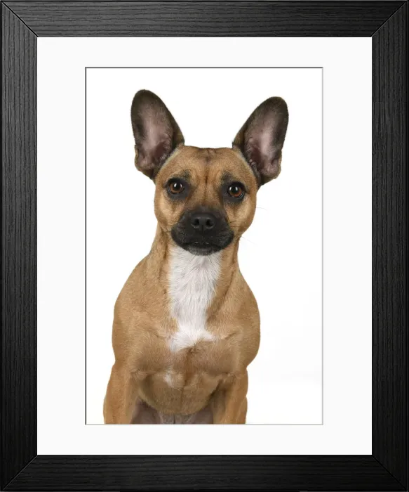 Framed Print : DOG, French Bulldog X Chihuahua, head & shoulders, face expressions, studio, white background Framed Print : DOG, French Bulldog X Chihuahua, head & shoulders, face expressions, studio, white background