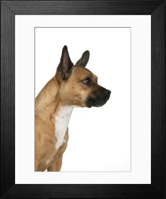 Framed Print : DOG, French Bulldog X Chihuahua, head & shoulders, face expressions, studio, white background Framed Print : DOG, French Bulldog X Chihuahua, head & shoulders, face expressions, studio, white background