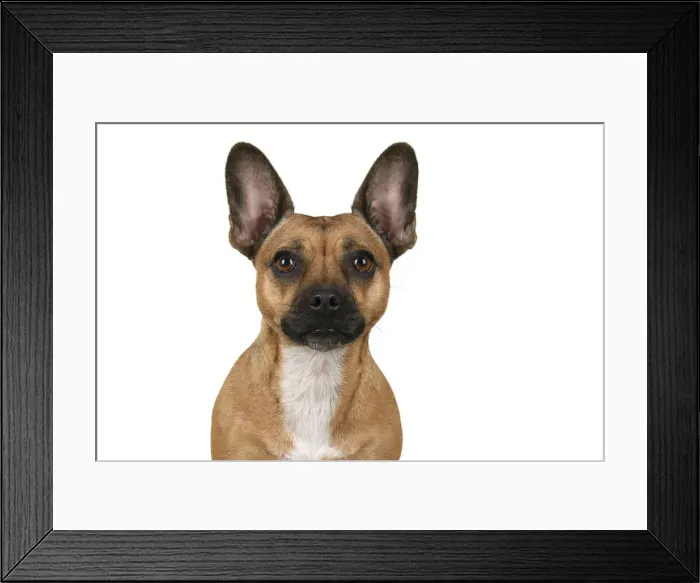 Framed Print : DOG, French Bulldog X Chihuahua, head & shoulders, face expressions, studio, white background Framed Print : DOG, French Bulldog X Chihuahua, head & shoulders, face expressions, studio, white background