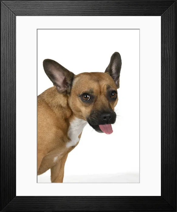 Framed Print : DOG, French Bulldog X Chihuahua, head & shoulders, face expressions, studio, white background Framed Print : DOG, French Bulldog X Chihuahua, head & shoulders, face expressions, studio, white background