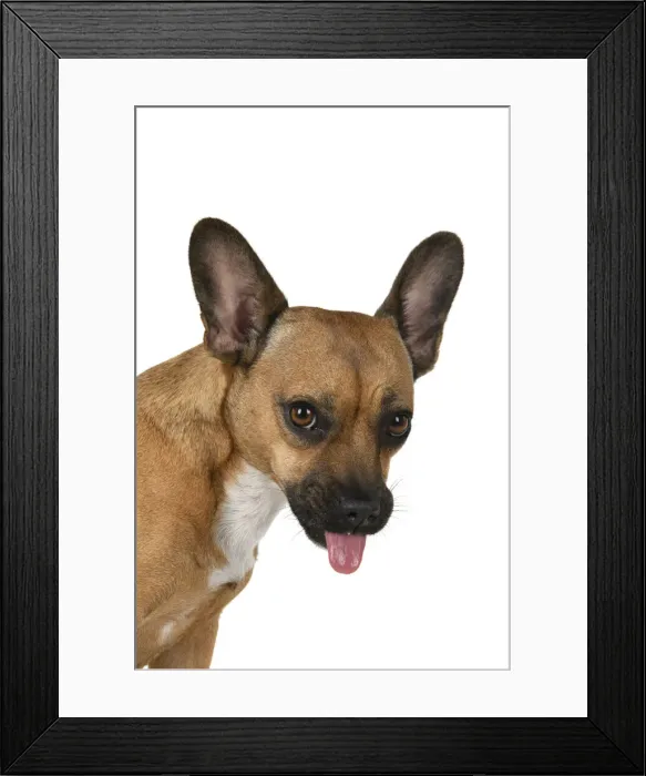 Framed Print : DOG, French Bulldog X Chihuahua, head & shoulders, face expressions, studio, white background Framed Print : DOG, French Bulldog X Chihuahua, head & shoulders, face expressions, studio, white background