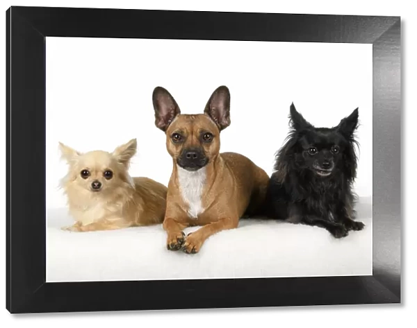 DOG, French Bulldog X Chihuahua, sitting with two other Chihuahuas, studio, white background