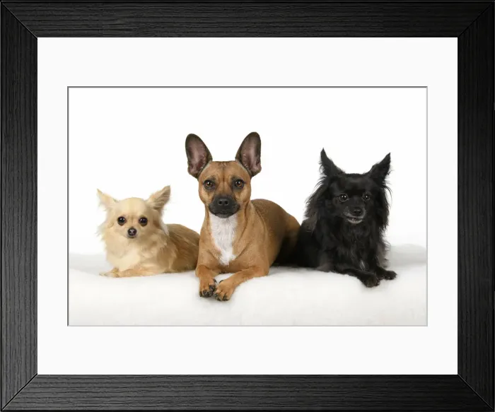 Framed Print : DOG, French Bulldog X Chihuahua, sitting with two other Chihuahuas, studio, white background Framed Print : DOG, French Bulldog X Chihuahua, sitting with two other Chihuahuas, studio, white background