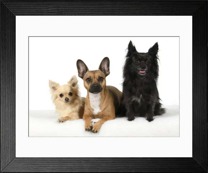 Framed Print : DOG, French Bulldog X Chihuahua, sitting with two other Chihuahuas, studio, white background Framed Print : DOG, French Bulldog X Chihuahua, sitting with two other Chihuahuas, studio, white background