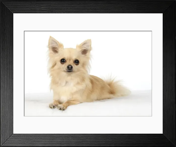 Framed Print : DOG, Chihuahua, , sitting, face, expressions, studio, white background Framed Print : DOG, Chihuahua, , sitting, face, expressions, studio, white background