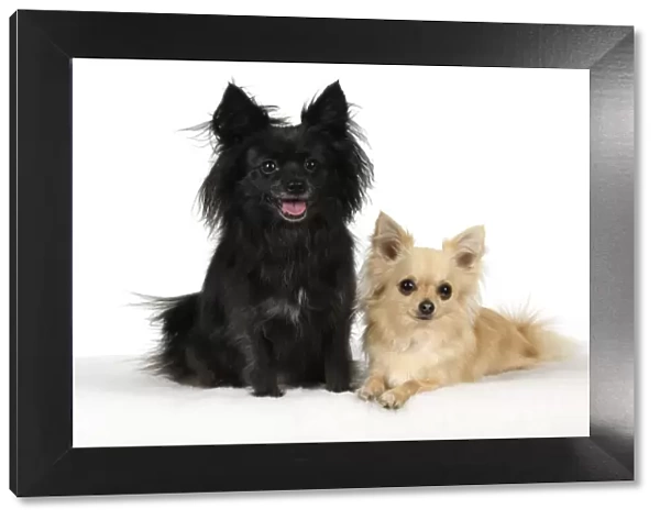 DOG, Chihuahua, X2, black & fawn, sitting together, studio, white background