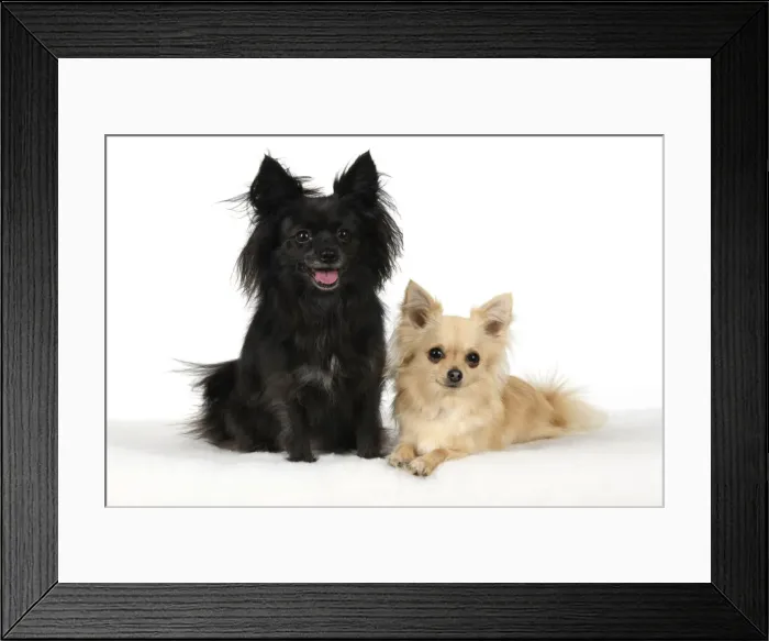 Framed Print : DOG, Chihuahua, X2, black & fawn, sitting together, studio, white background Framed Print : DOG, Chihuahua, X2, black & fawn, sitting together, studio, white background