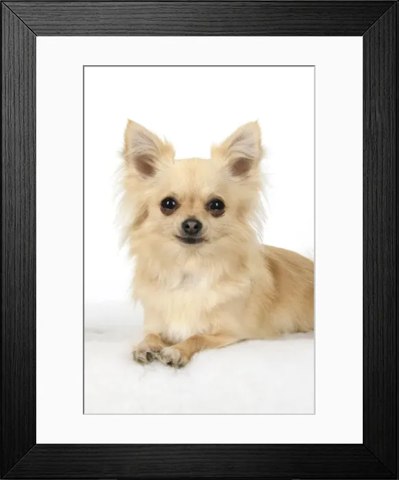 Framed Print : DOG, Chihuahua, , sitting, face, expressions, studio, white background Framed Print : DOG, Chihuahua, , sitting, face, expressions, studio, white background