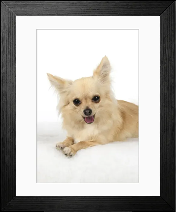 Framed Print : DOG, Chihuahua, , sitting, face, expressions, studio, white background Framed Print : DOG, Chihuahua, , sitting, face, expressions, studio, white background